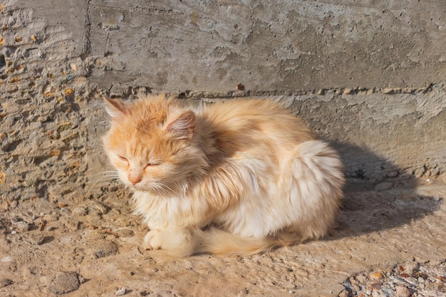 Ginger tom cat close up horizontal portrait from the side  Domestic Pets