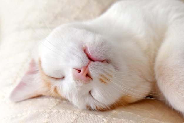 Ginger and white cat sleeping upside down on the sofa at home