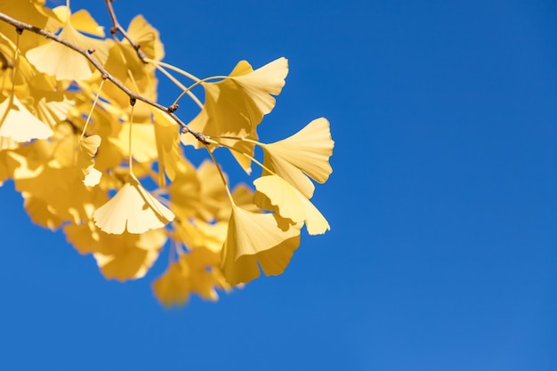 Ginkgo Biloba autumn leaves and deep blue sky