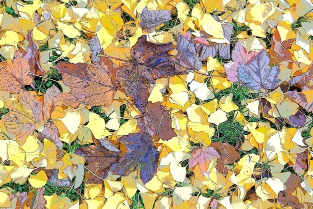 Ginkgo biloba leaves and maple leaves lying on the ground Yellow brown and burgundy foliage Ginkgo and maple Autumn in the city park or forest Colorful background on the theme of Indian summer