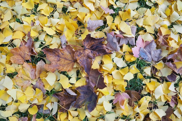 Ginkgo biloba leaves and maple leaves lying on the ground Yellow brown and burgundy foliage Ginkgo and maple Autumn in the city park or forest Colorful background on the theme of Indian summer