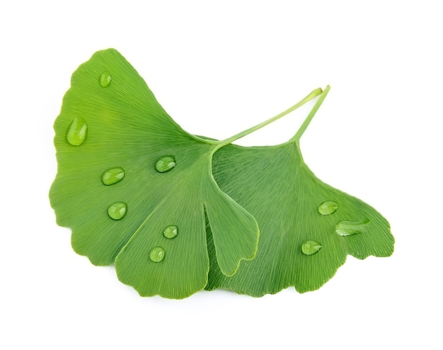 Ginkgo biloba with water drop isolated on white