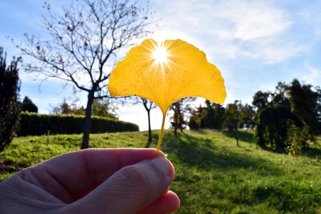 Ginkgo leaf (Ginkgo biloba) held in hand against the light