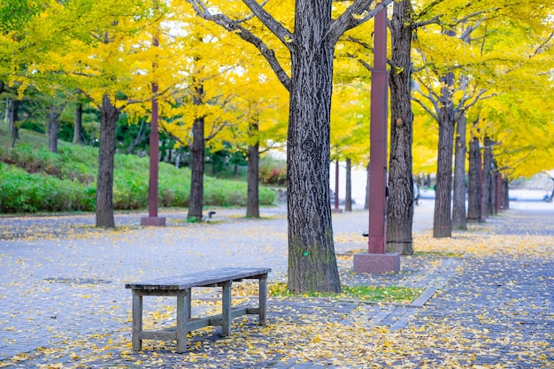 Ginkgo Road at Bandai Azuma Sport park Fukushima Japan