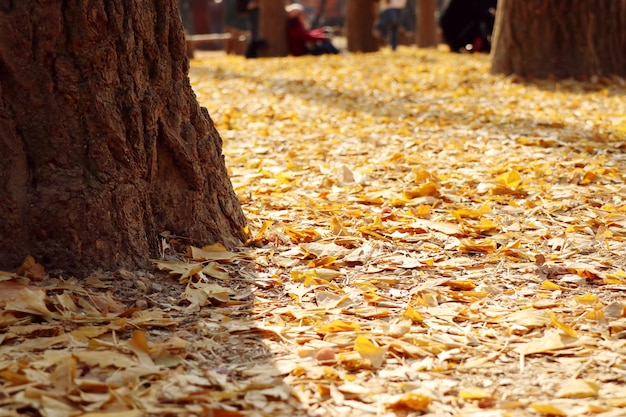 ginkgo tree in korea