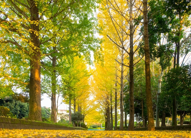 Ginkgo tree leaf in autumn outdoor park fall season