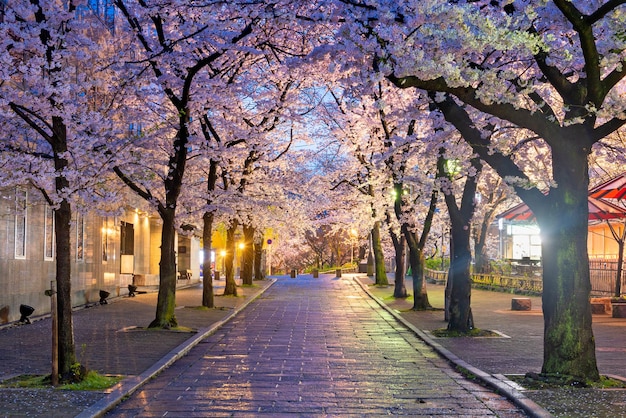 Gion Shirakawa Kyoto Japan during cherry blossom season at twilight