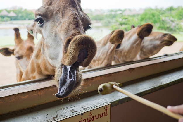 Giraffe closeup, Animal long neck, feeding giraffe