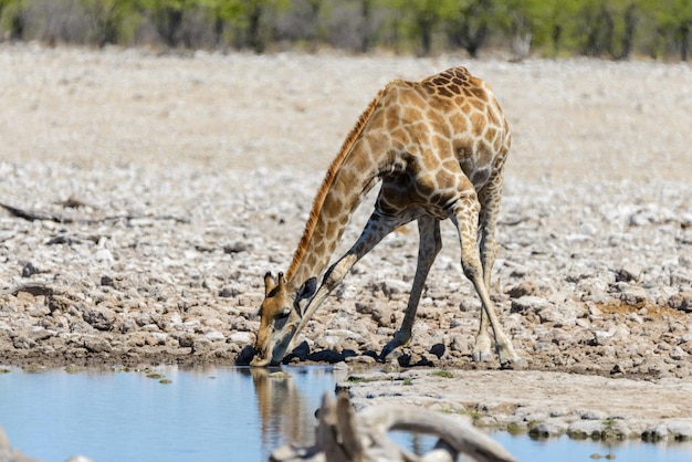 Giraffe drinking water on waterhole in the African savanna