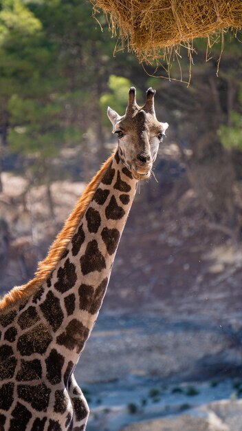 Photo giraffe eating straw hanging