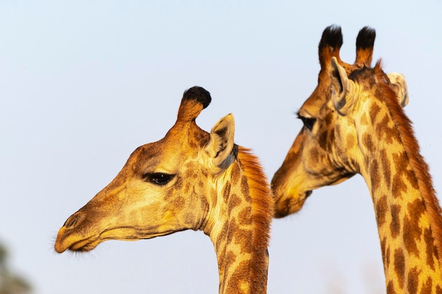 Giraffe (Giraffa camelopardalis) Kruger, Republic of South Africa