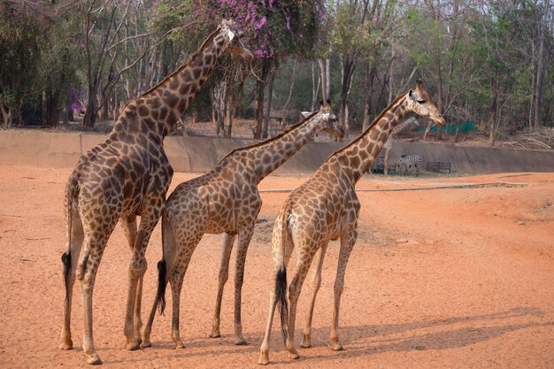 giraffe (giraffa camelopardalis)