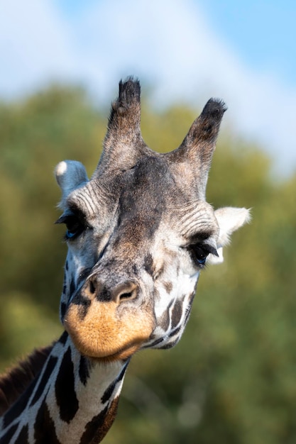 Photo giraffe head portrait in day against green blurry trees