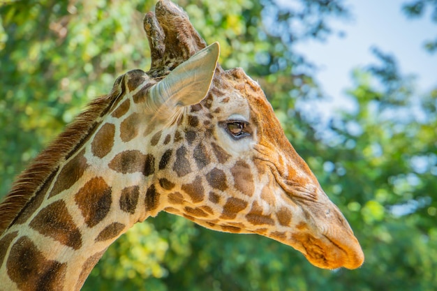 Giraffe head portrait in profile In the background is a meadow with nice bokeh