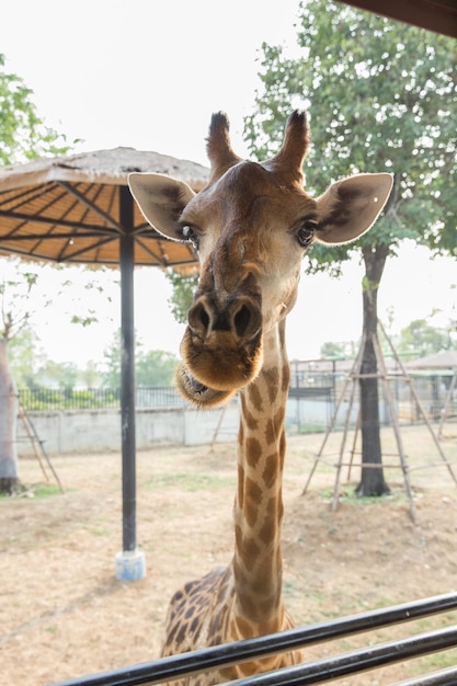 Giraffe head in the zoo in Sriayuthaya Lion Park focus selective