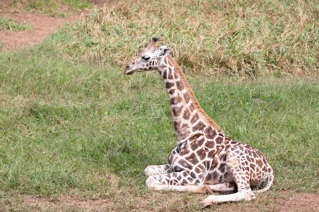 The giraffe is an African artiodactyl mammal the tallest living land animal