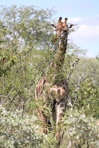 A giraffe is standing in the bushes and the giraffe is looking at the camera.