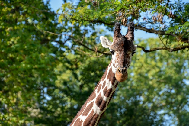 A giraffe is standing in front of a tree with green leaves.