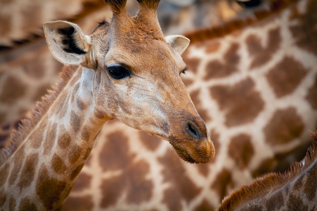 Giraffe is the tallest animal on the planet