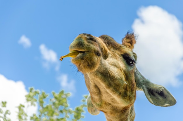 A giraffe's head with a banana in its mouth.