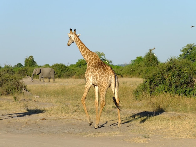 The giraffe on the safari in Chobe national park Botswana Africa