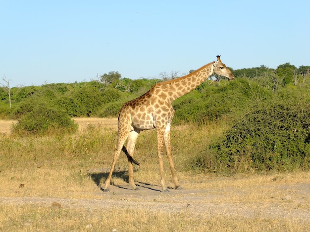 The giraffe on the safari in Chobe national park Botswana Africa