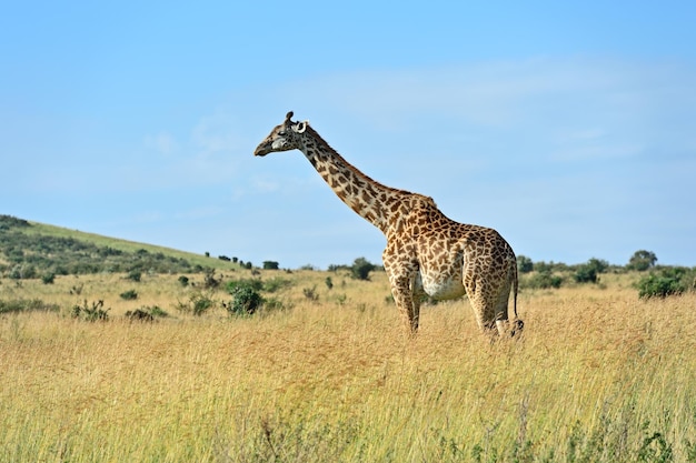 Giraffe in the savannah Masai Mara National Park