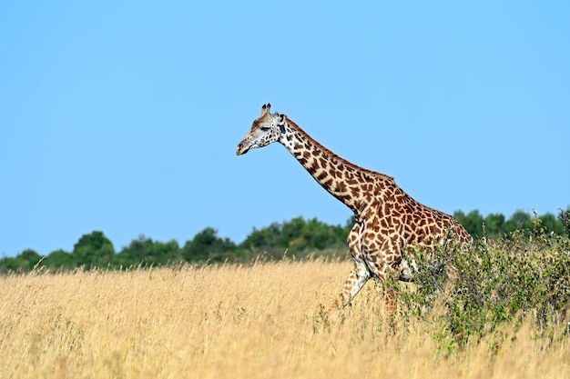 Giraffe in the savannah Masai Mara National Park