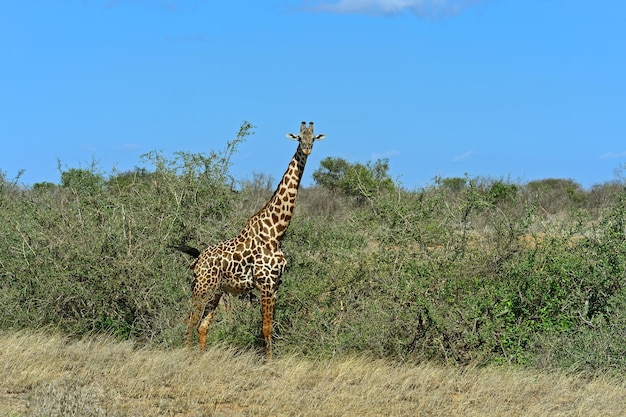 Giraffe in the savannah of Tsavo National Park in Kenya