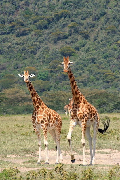 Giraffe on the Serengeti national park Tanzania country East Africa