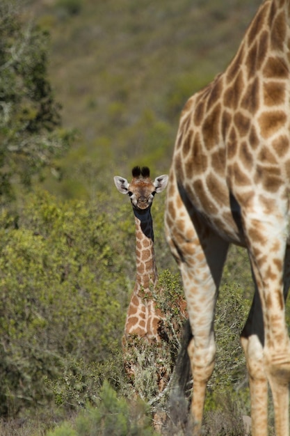 Photo giraffe standing next to mom