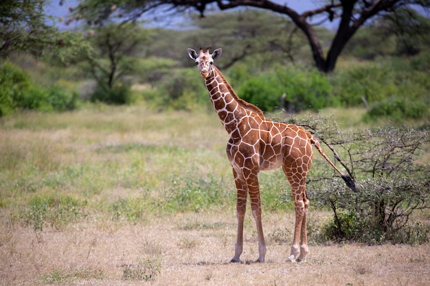 Giraffe walk through the savannah between the plants