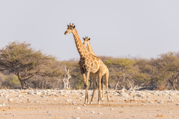 Giraffe walking in the bush on the desert pan. 