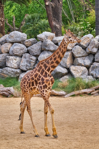 Giraffe walking on nature