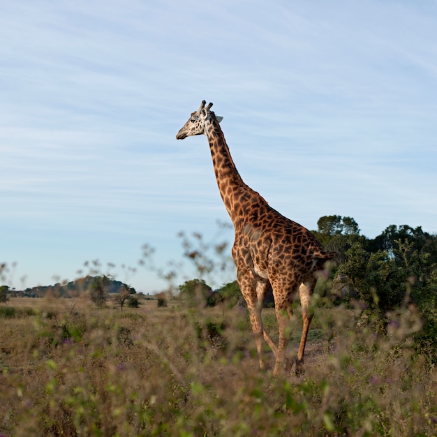 Giraffe in the wild