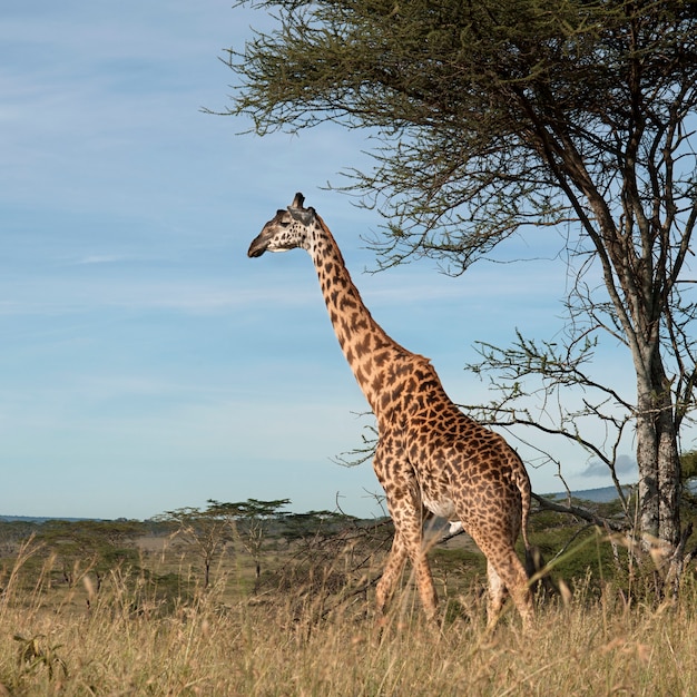 Giraffe in the wild