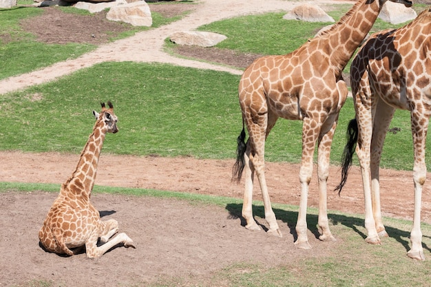 Photo giraffe with calf at zoo