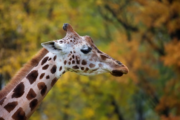 A giraffe with a yellow background behind it