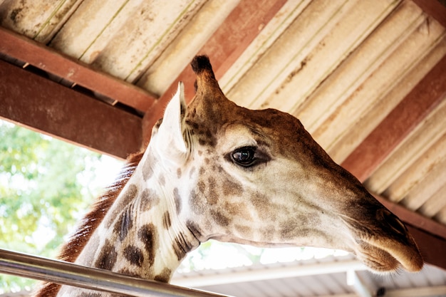 Giraffe in zoo exits outside.