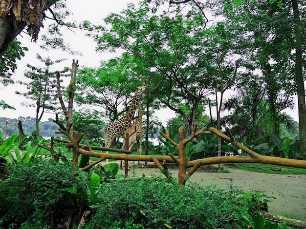 The giraffe in Zoo Singapore