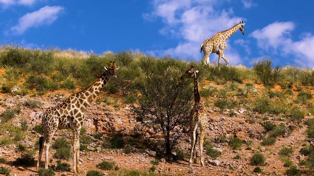 Giraffes are on a hill and one of them is eating