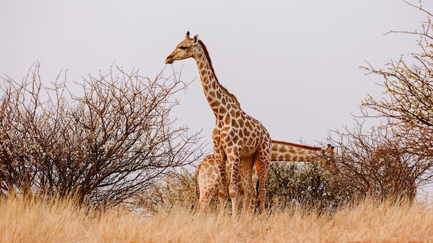 Giraffes near bushes in the Kalahari Desert. Namibia