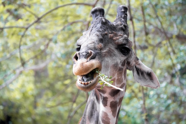 Giraffes that are eating trees at daytime.