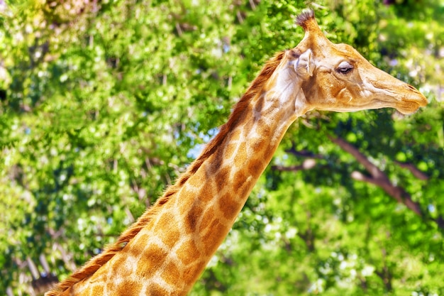 Photo giraffes their natural habitat. national forest.