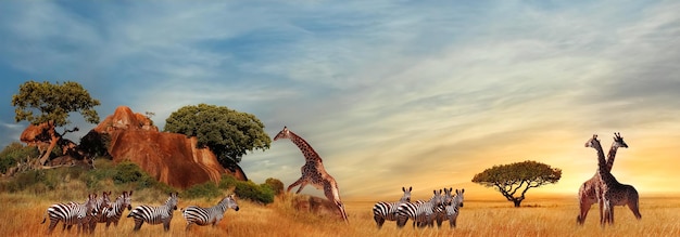 Giraffes and zebras in the African savanna at sunset Serengeti National Park Tanzania Africa Banner format