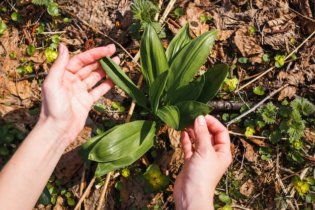 The girl collects the first young wild garlic in the forest