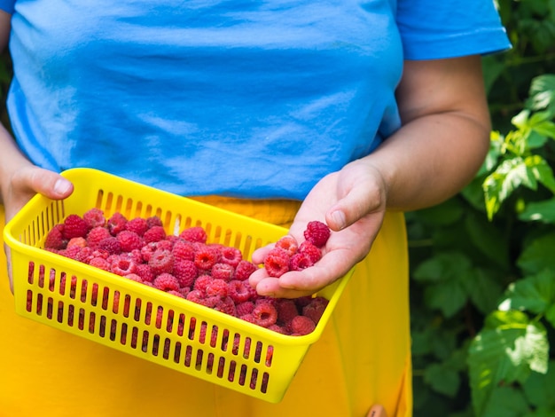 Photo the girl collects raspberries picking berries in the garden eco friendly healthy food natural berrie