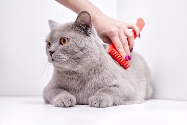 The girl combs the hair of a british shorthair cat