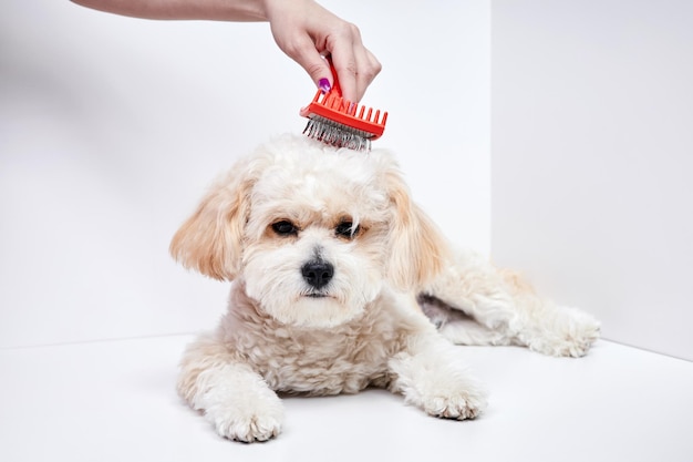 The girl combs the hair of a domestic pet puppy breed Maltipoo