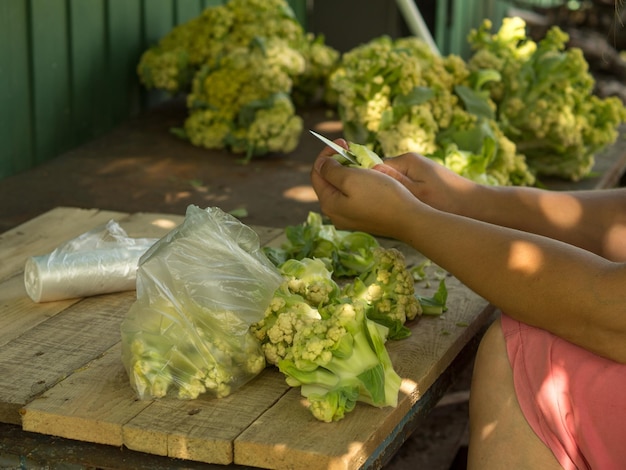 The girl cuts the harvest of cauliflower with a knife into pieces for freezing for the winter